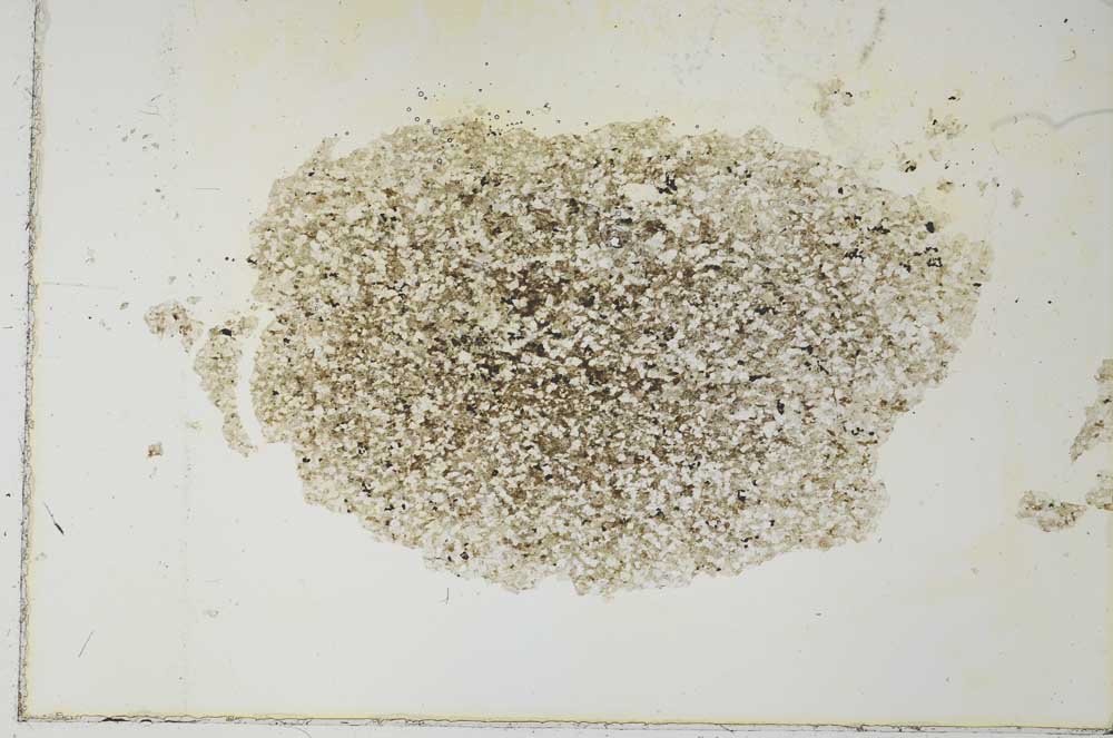 Plane Polarized, S26888