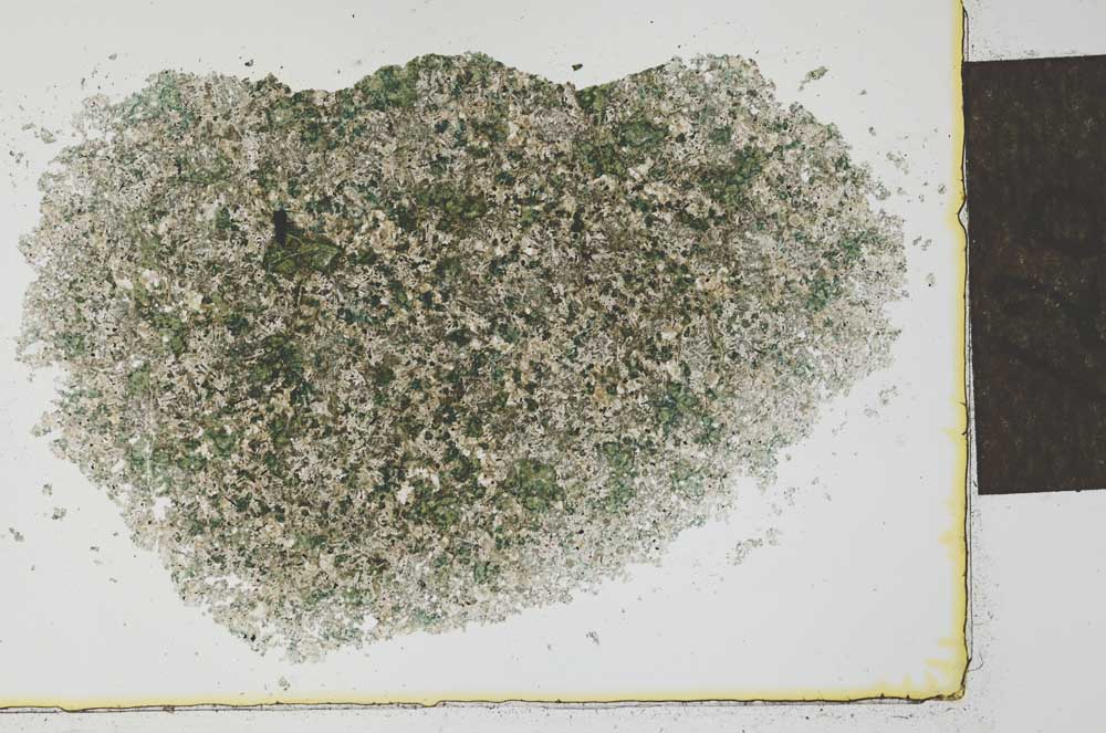 Plane Polarized, S27395