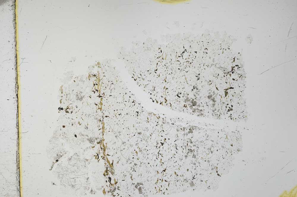 Plane Polarized, S27931