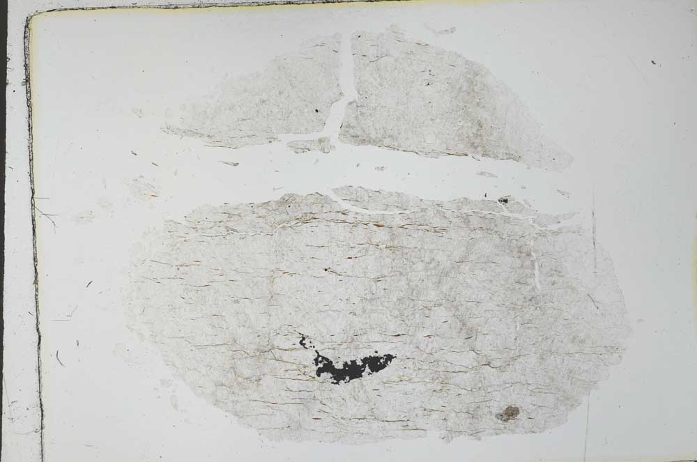 Plane Polarized, S28276