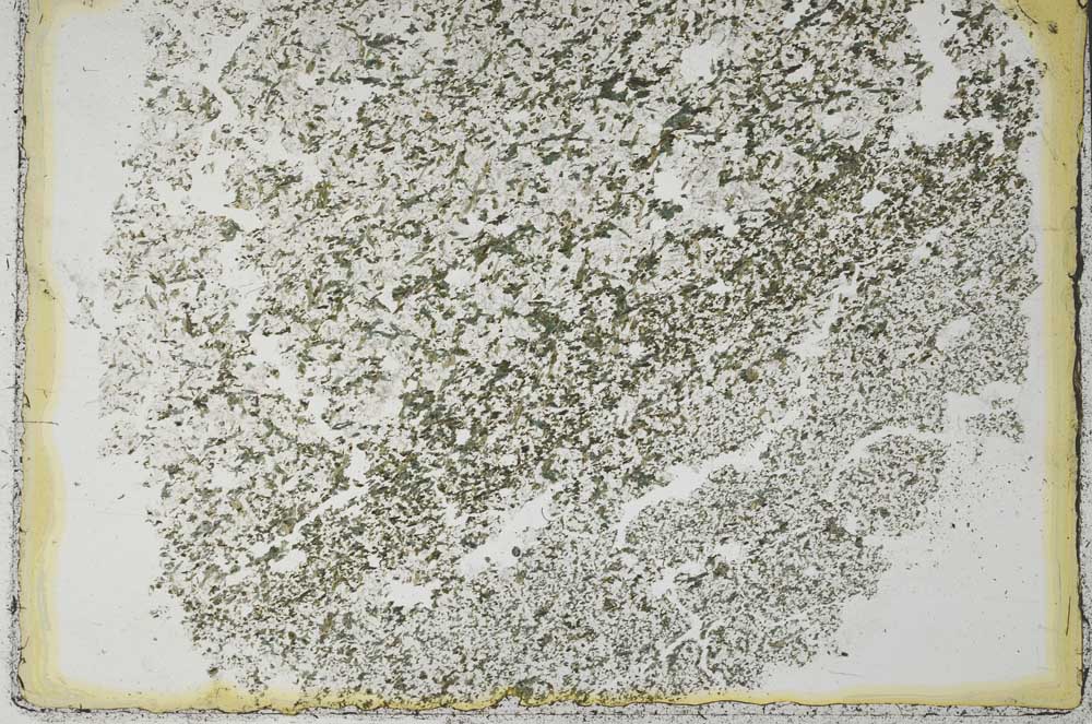 Plane Polarized, S28628