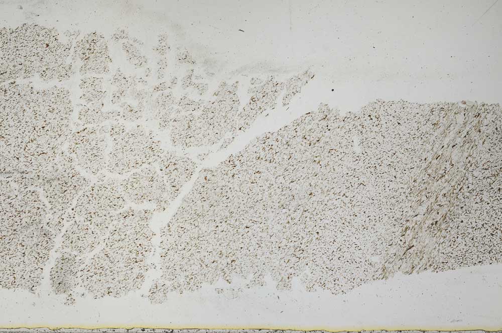 Plane Polarized, S28644