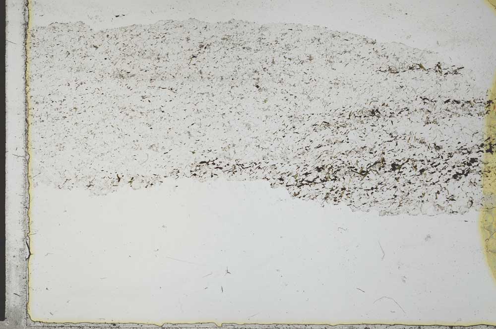Plane Polarized, S28647