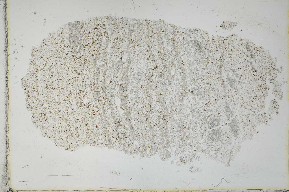 Plane Polarized, S28649