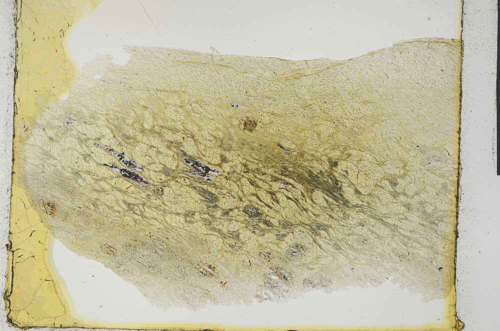 Plane Polarized, S28945