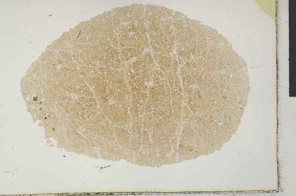 Plane Polarized, S29352