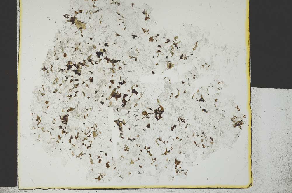 Plane Polarized, S29607