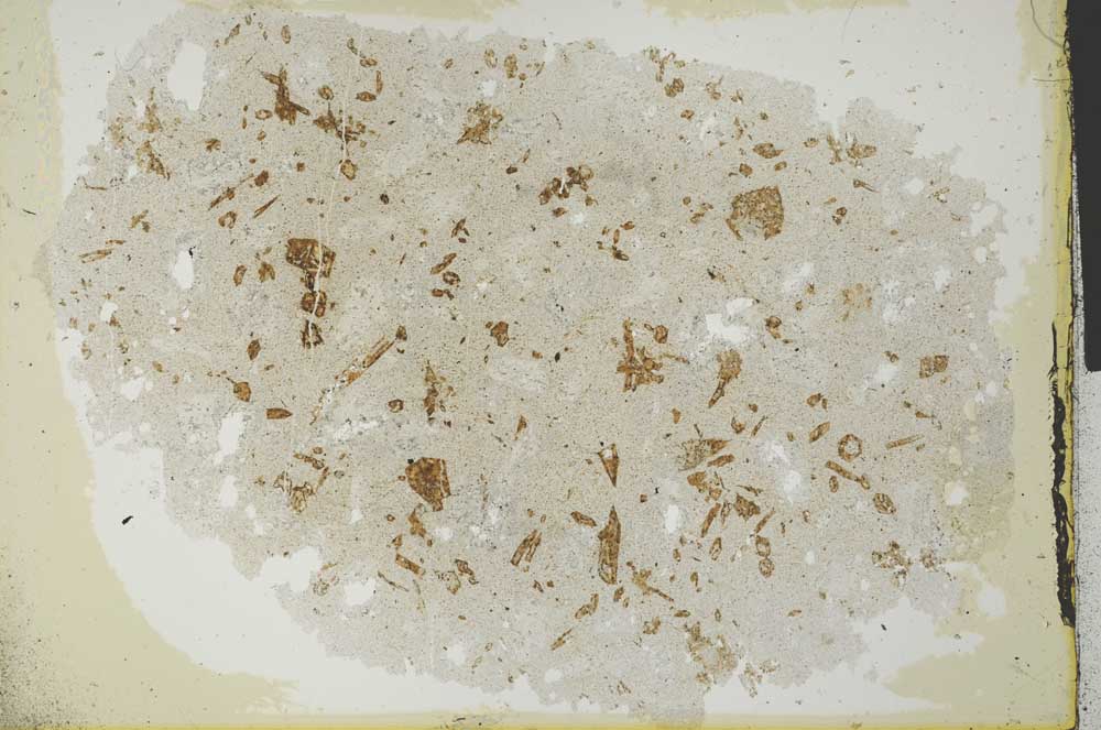 Plane Polarized, S29643