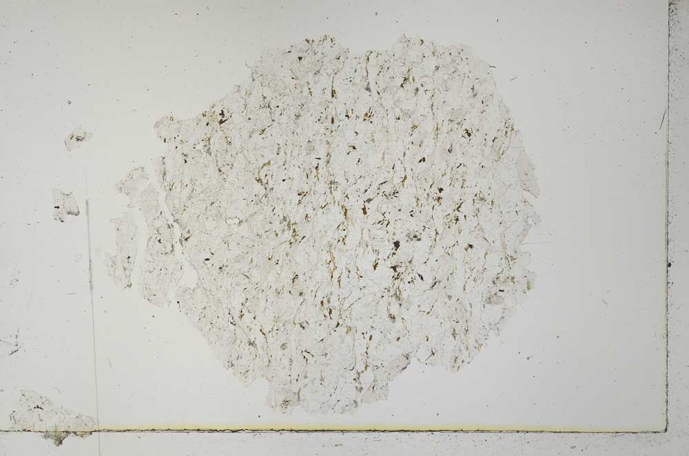 Plane Polarized, S31085