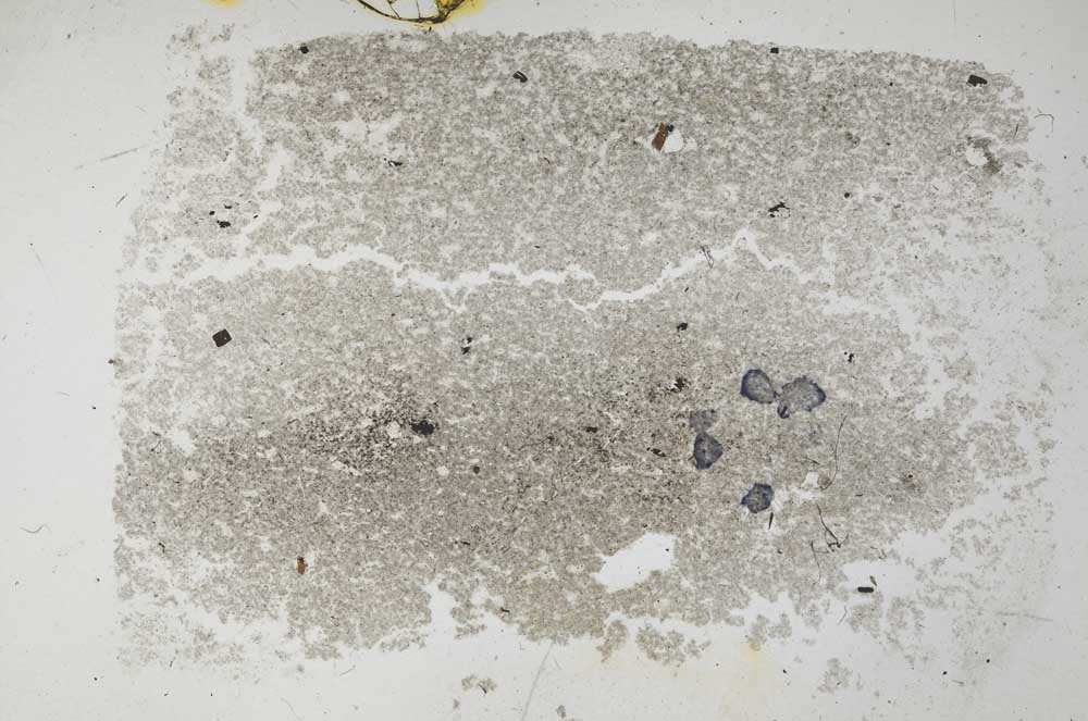 Plane Polarized, S31282