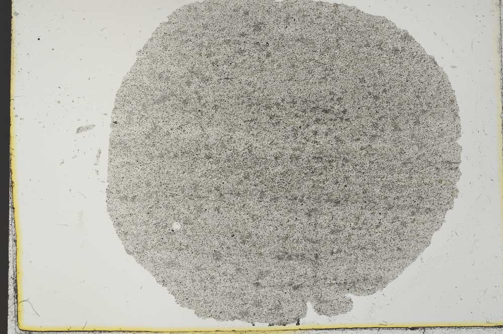 Plane Polarized, S31455