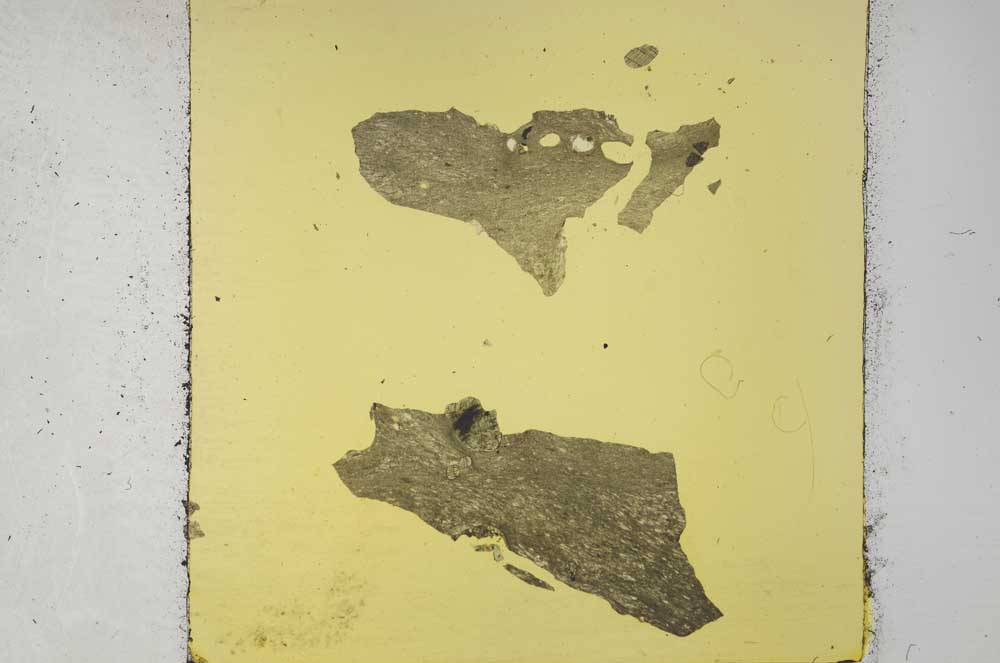 Plane Polarized, S31648/A