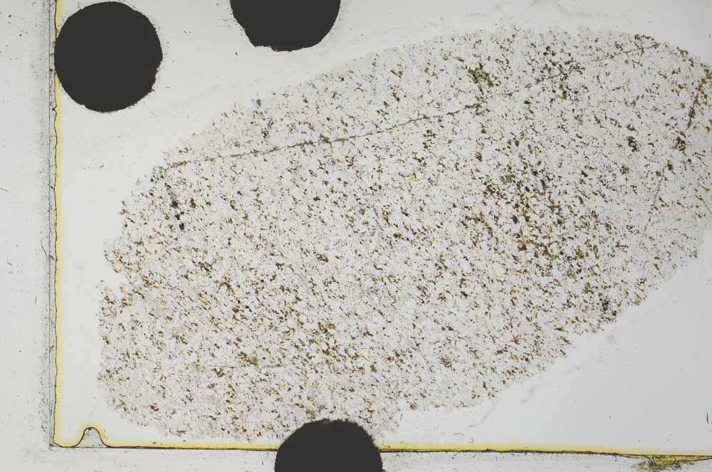 Plane Polarized, S31671/A