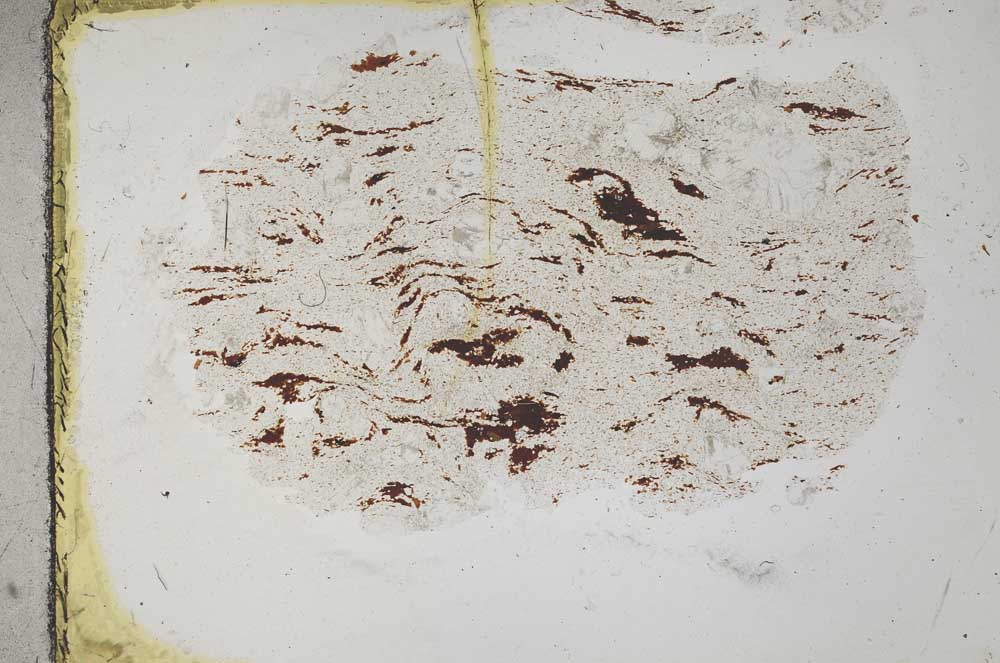 Plane Polarized, S31741