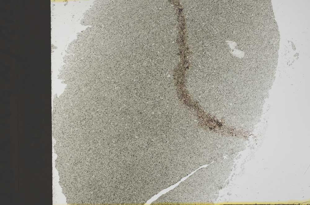 Plane Polarized, S32384