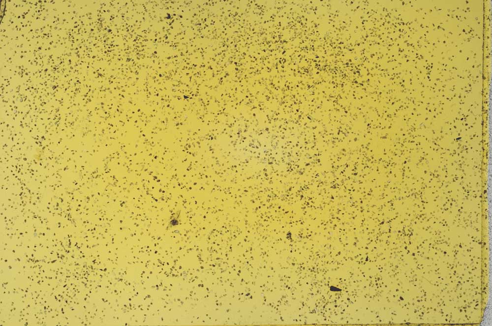 Plane Polarized, S32451/B1