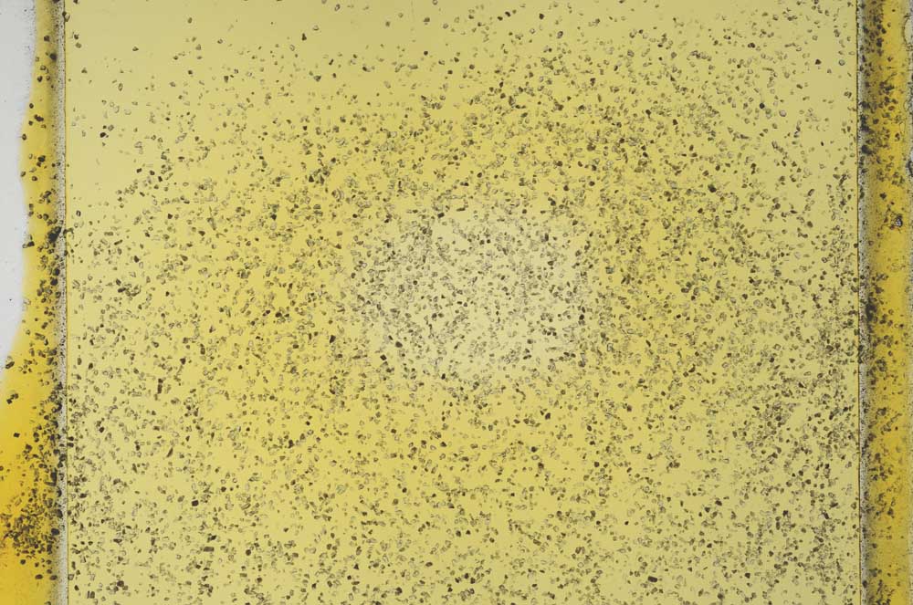Plane Polarized, S32453/B