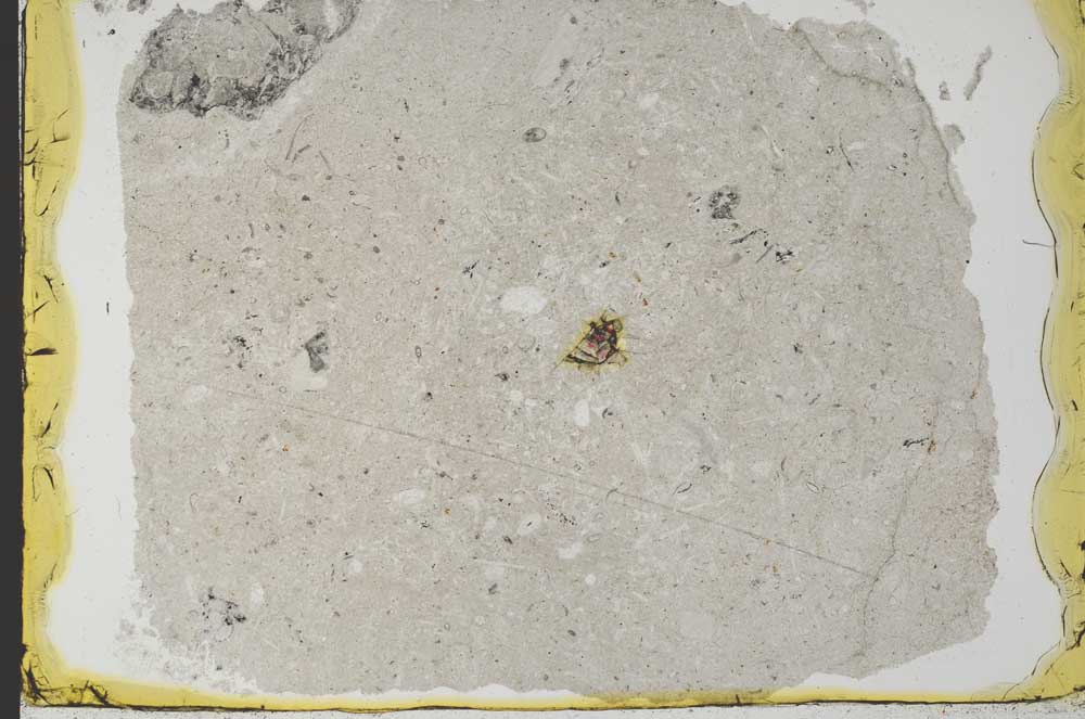 Plane Polarized, S34551