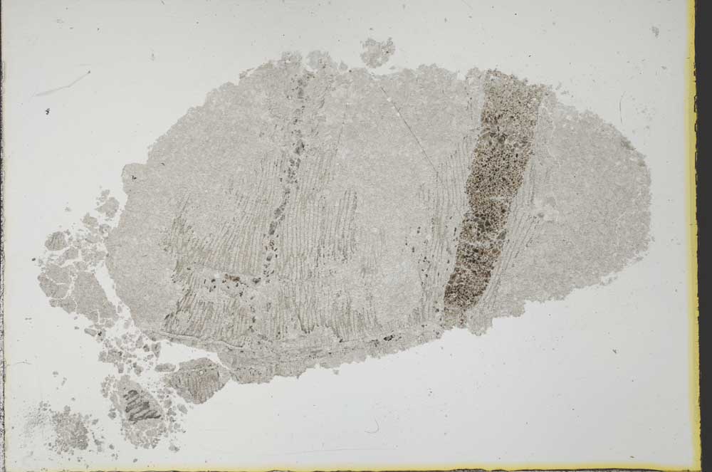 Plane Polarized, S34822
