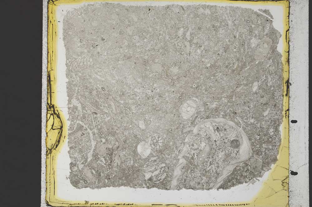 Plane Polarized, S35242