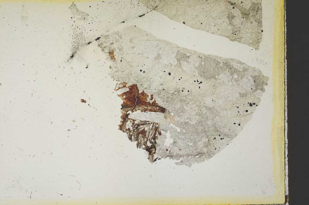 Plane Polarized, S35430