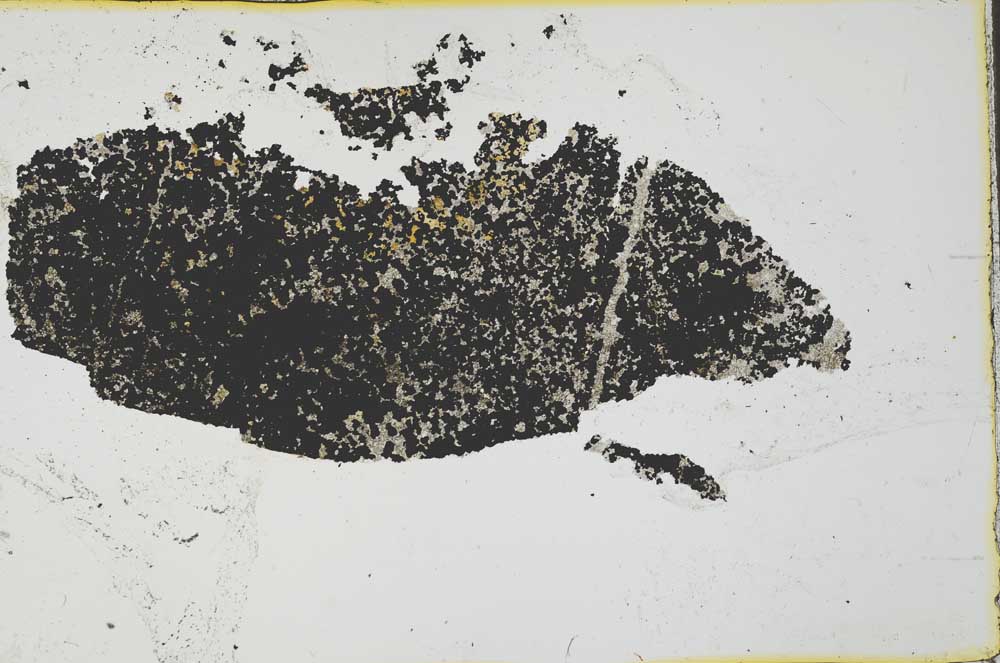 Plane Polarized, S35598