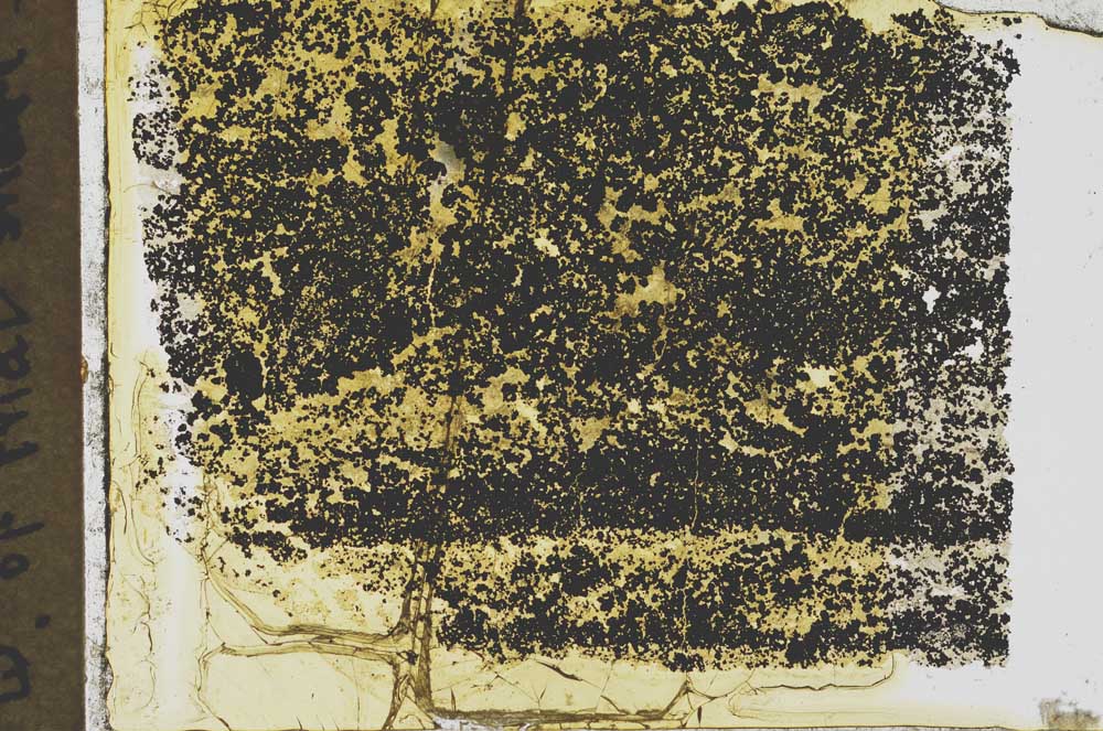 Plane Polarized, S35668