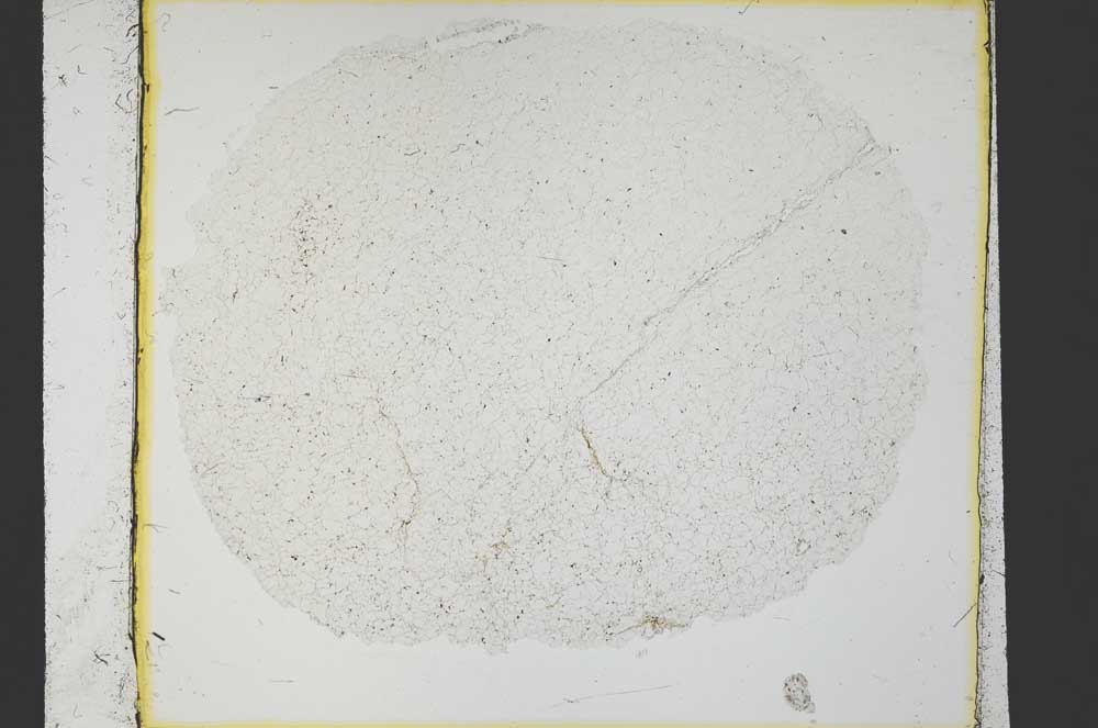 Plane Polarized, S35818