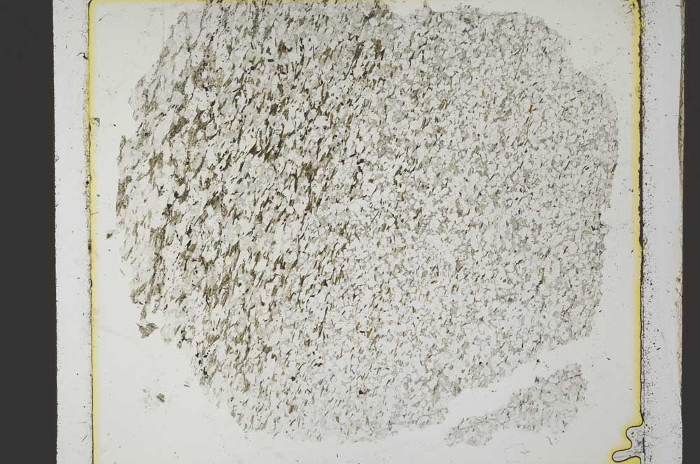 Plane Polarized, S35978