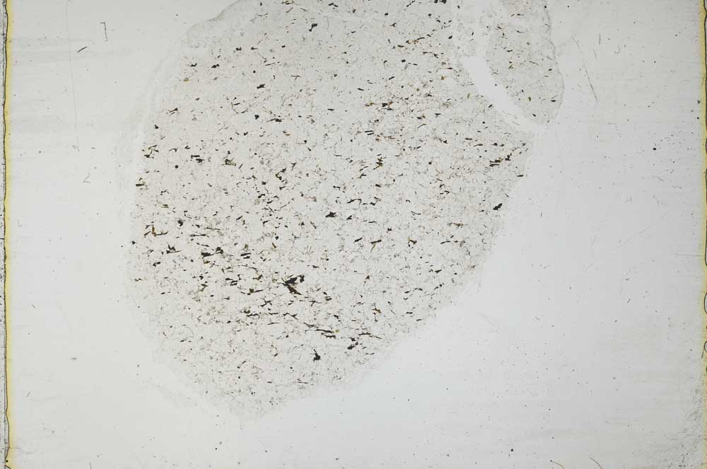 Plane Polarized, S36119