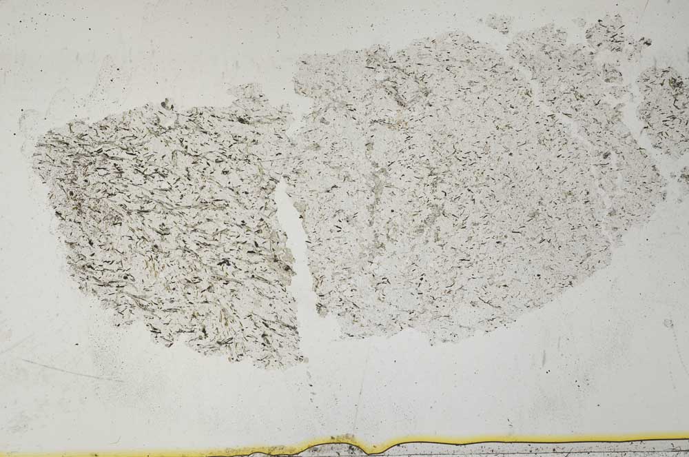 Plane Polarized, S36793