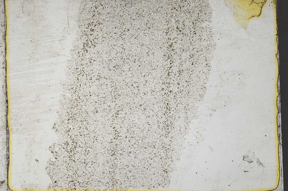 Plane Polarized, S36860
