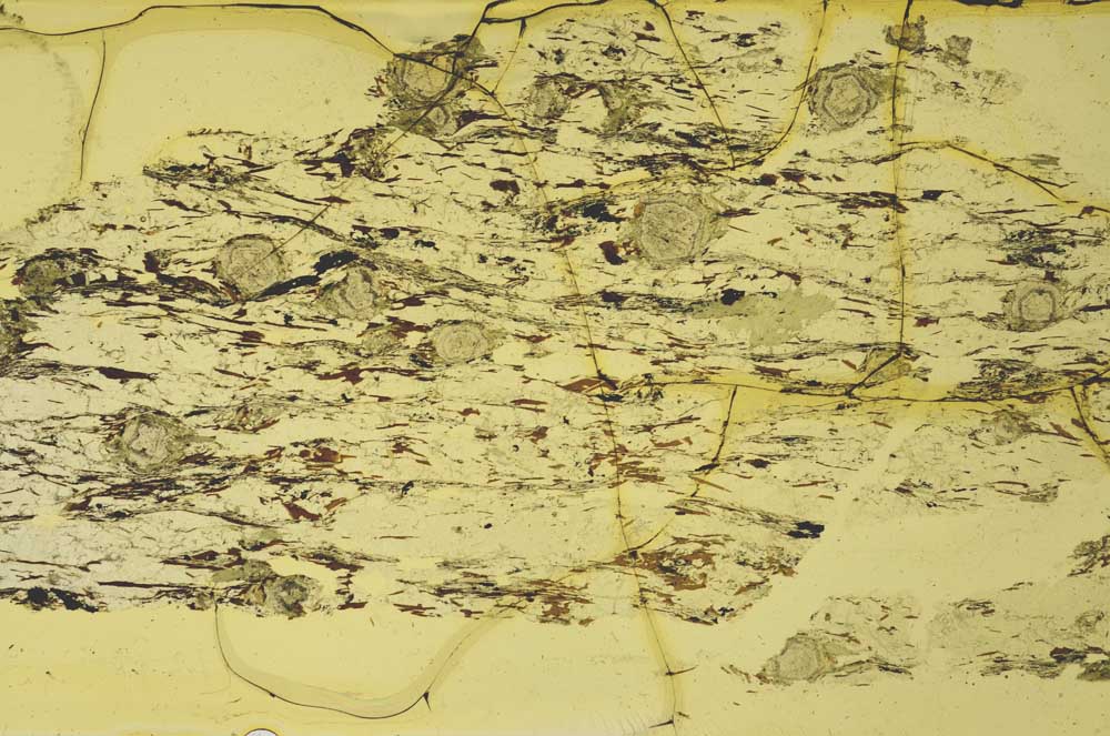 Plane Polarized, S36865