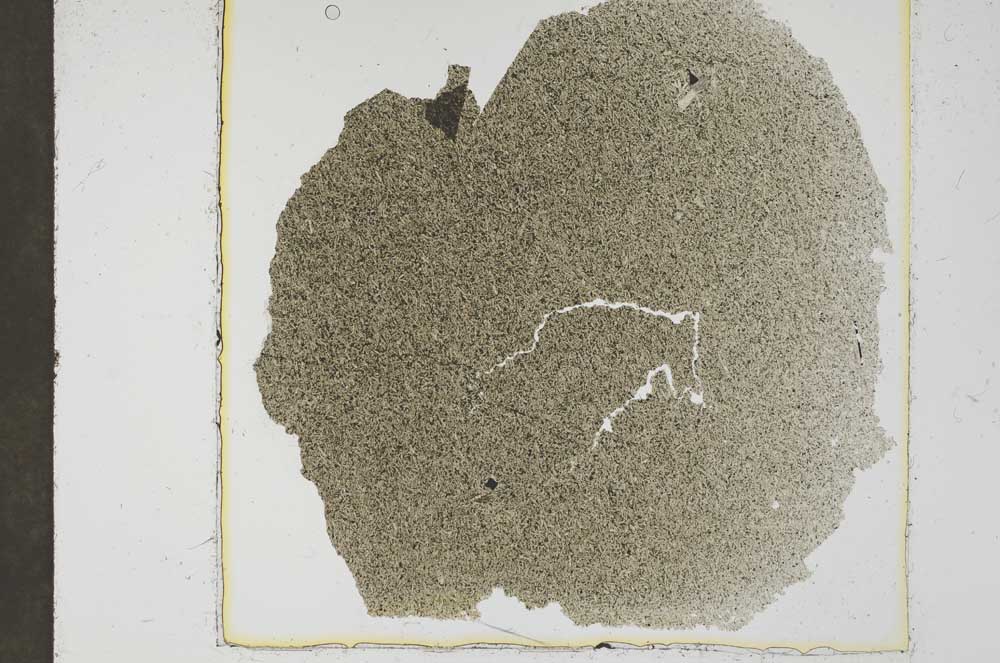 Plane Polarized, S37423