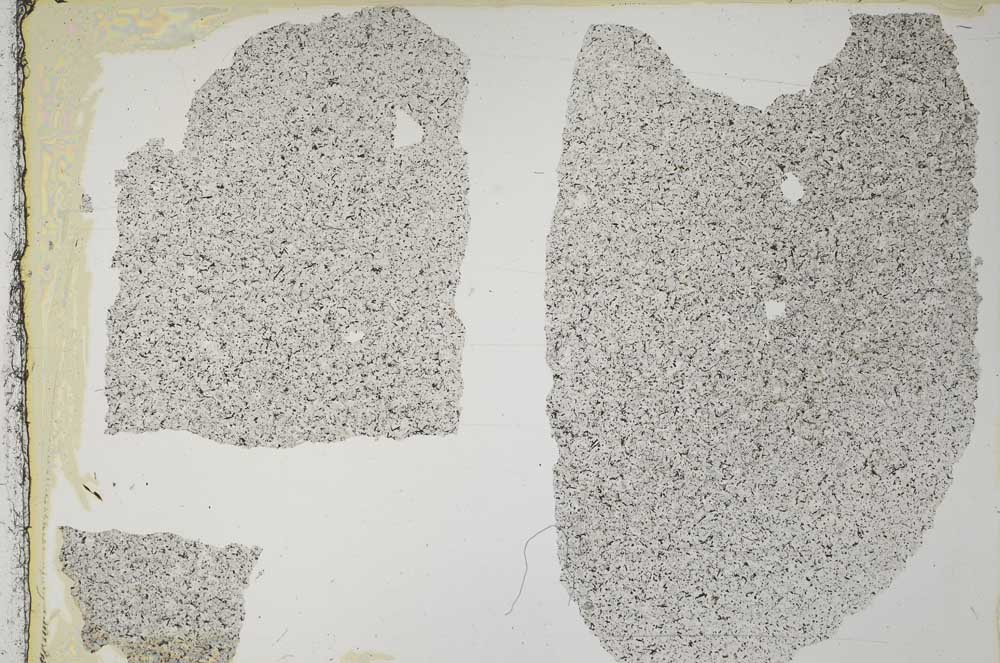 Plane Polarized, S37808