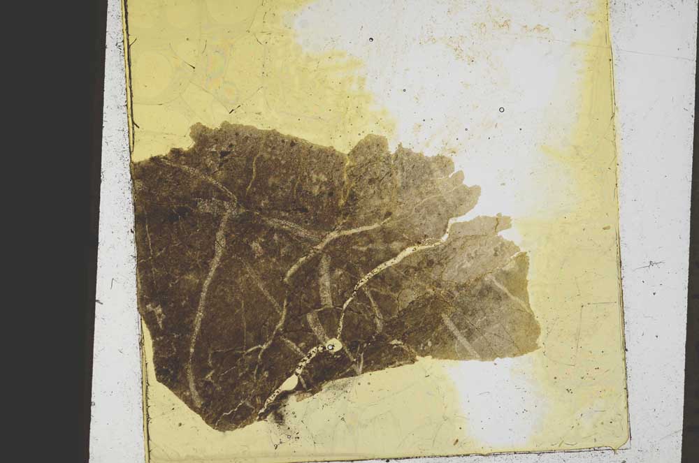 Plane Polarized, S39174