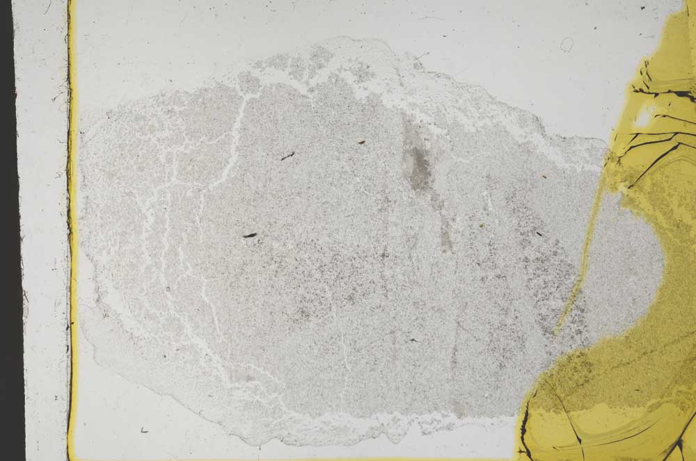 Plane Polarized, S39335