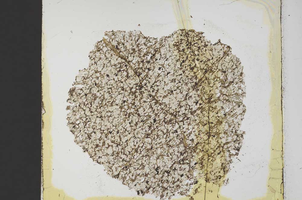 Plane Polarized, S39898