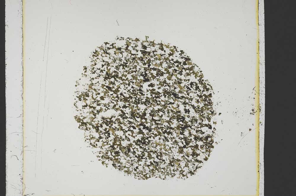 Plane Polarized, S39967