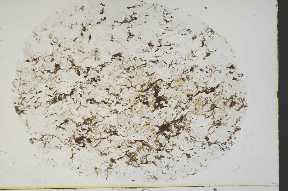 Plane Polarized, S39975