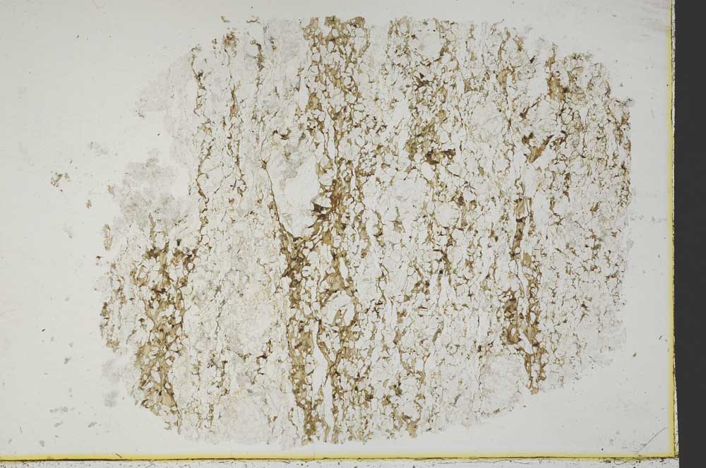 Plane Polarized, S40036