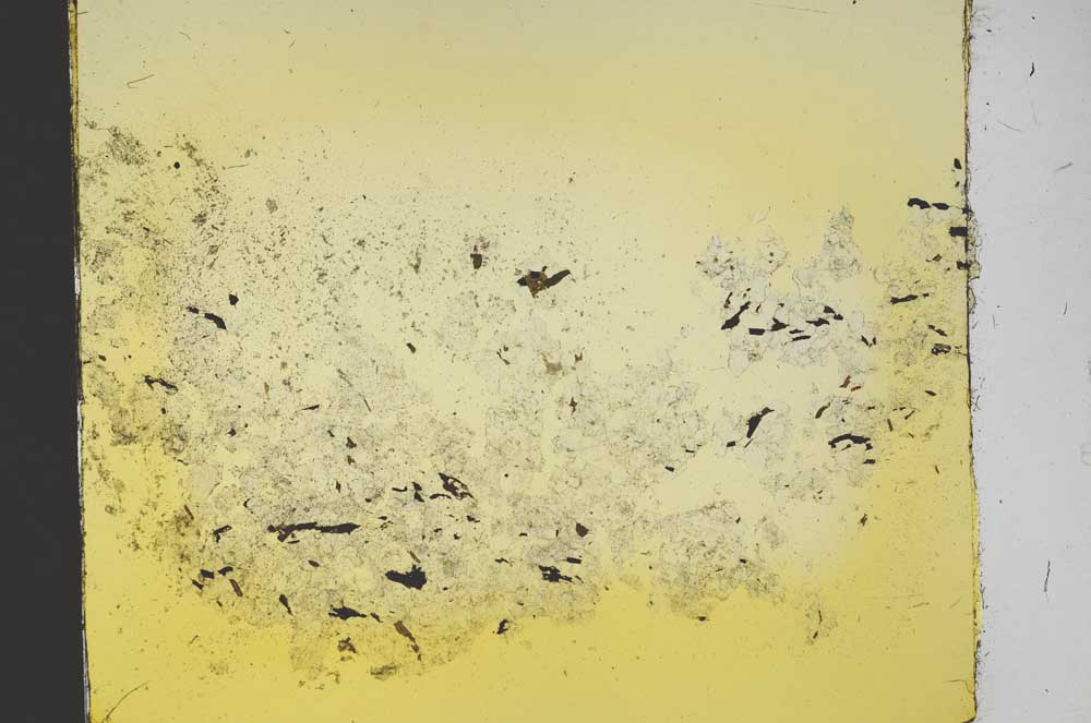 Plane Polarized, S40195
