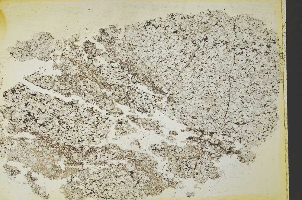 Plane Polarized, S41087