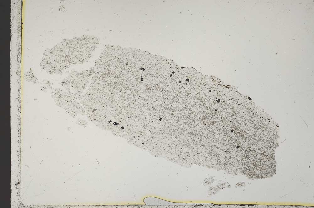 Plane Polarized, S41124