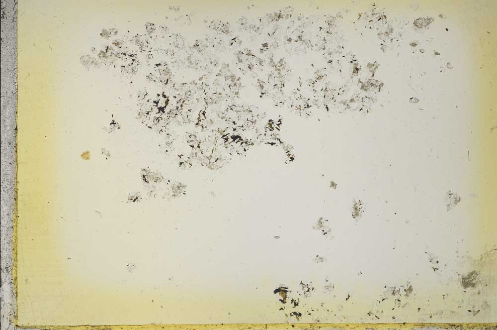 Plane Polarized, S41131