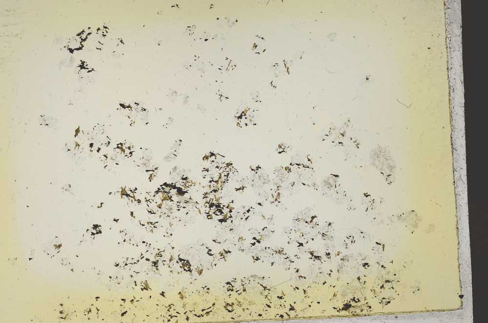 Plane Polarized, S41132