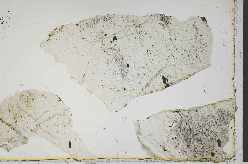 Plane Polarized, S41318