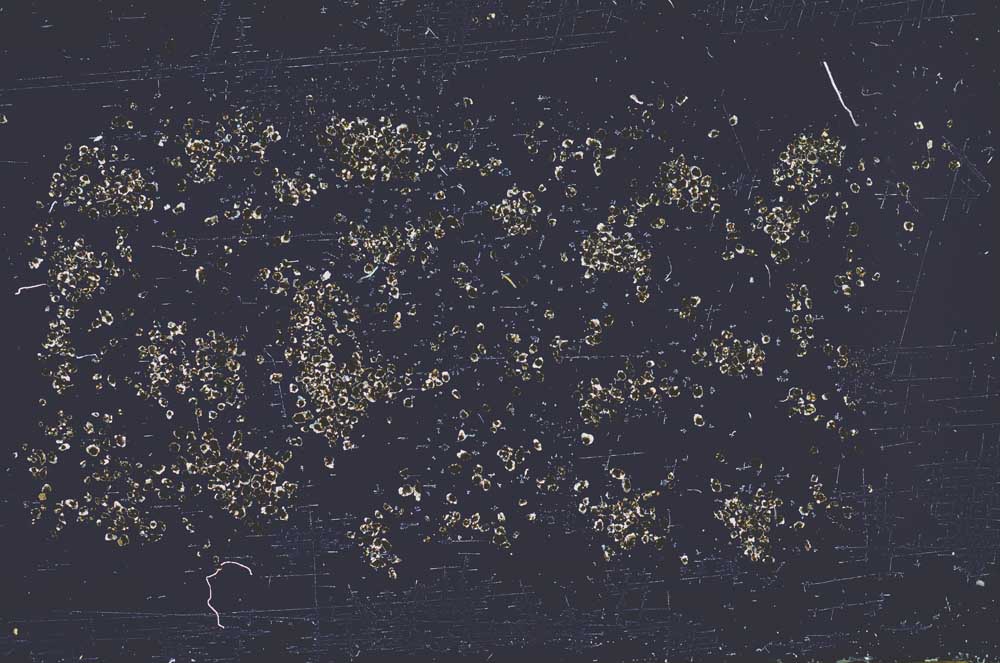 Plane Polarized, S41548/A