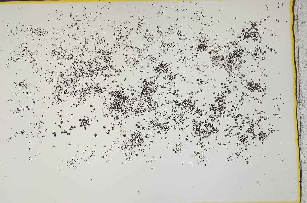 Plane Polarized, S41548/C