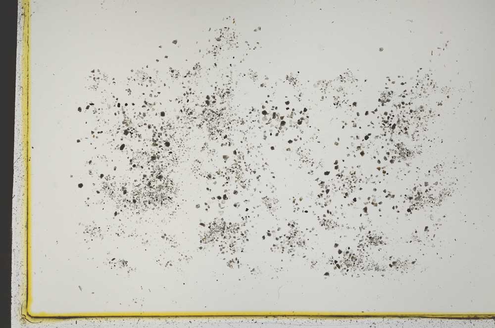 Plane Polarized, S41567/D